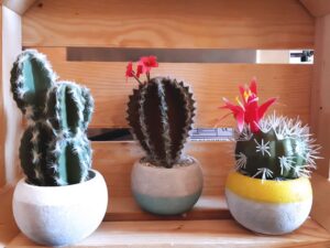 jujus-evento-animacion-tacos-4 Evento Animacion Tacos Tex-mex