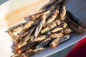 Evento Degustación de Insectos