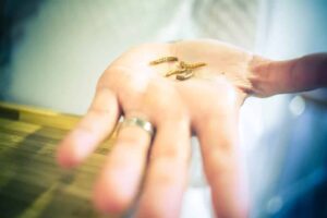 evento-degustacion-de-insectos-6 Evento Degustación de Insectos