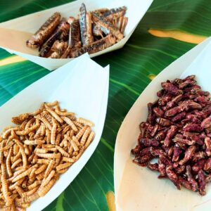 Evento Degustación de Insectos