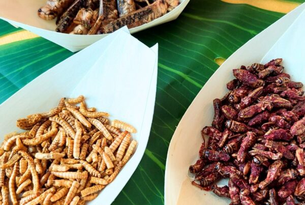 Evento Degustación de Insectos